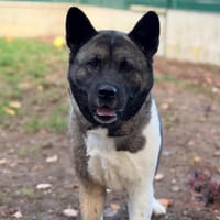 Betti CAA15858, chienne à adopter