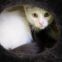 BOUNTY, chat à adopter