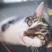 Teemo, chat à adopter
