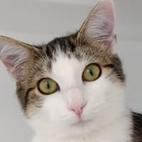 Cleo, chatte à adopter