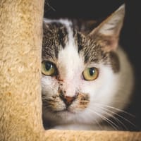 Gaston, chat à adopter