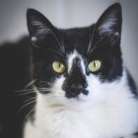 TAMY, chatte à adopter