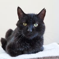 PAB28481 Turbo, chat à adopter