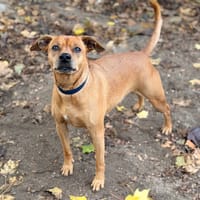 Pluto CAA13798, chien à adopter