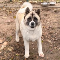 Sheyenne CAA15947, chienne à adopter