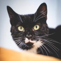 Taramis, chatte à adopter