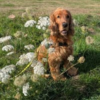 NESQUICK QCN, chien à adopter