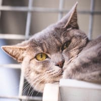 BUZZ, chatte à adopter