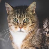 MINOUCHET, chat à adopter