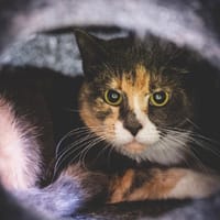Luchta, chatte à adopter