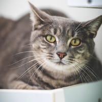 GALET, chatte à adopter