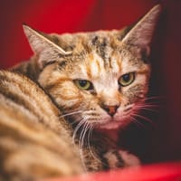ISHAAN, chatte à adopter