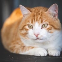 SEMEON, chat à adopter