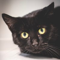 Céleste, chatte à adopter