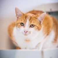 NELLE, chat à adopter