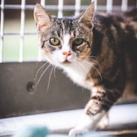 ELLIE, chatte à adopter