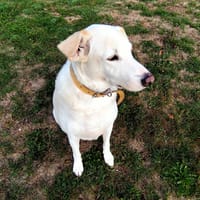 NINON PAA24153, chien à adopter