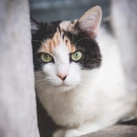 Rama, chatte à adopter