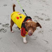 FRIPON QCN, chien à adopter