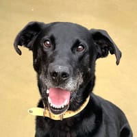 JOE, chien à adopter