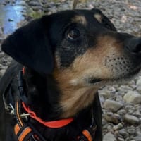 Jappy, chien à adopter