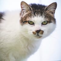 HESTIA, chatte à adopter