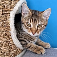 Chanve, chat à adopter