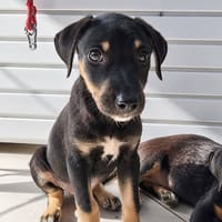 MAGGIE, une boule d'amour, chienne à adopter