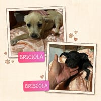 Briscola e Briciola, cane femmina da adottare