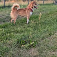 Pusia, suczka do adopcji