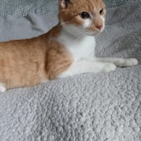 Klarcia, kotka do adopcji