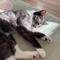Miciek, kot do adopcji