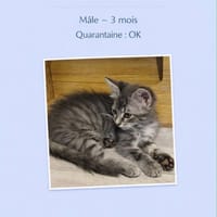 moon, chat à adopter