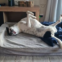 Vador l'adorable petit guerrier tripatte, chien à adopter