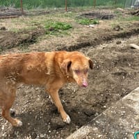 ALISON, chienne à adopter