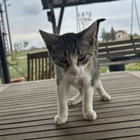 TOMI, chat à adopter