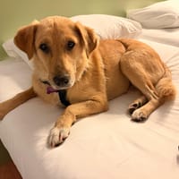 Praline, chienne à adopter