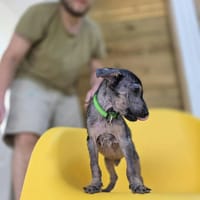 Jimmy, je suis très câlin, chien à adopter