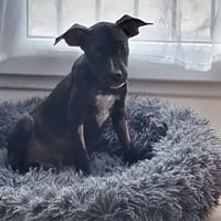 NYX, chien à adopter