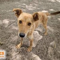Keksz auf Pflegestelle in 74321 Bietigheim-Bissingen, Hund zur Adoption