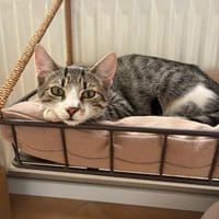 aktiver, neugieriger TOMA sucht liebevolles Zuhause, Kater zur Adoption