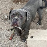 Patapouf ein fröhlicher Hund sucht Zuhause, Hund zur Adoption