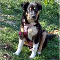 Ashley - wartet in 74424 Bühlertann, Hündin zur Adoption