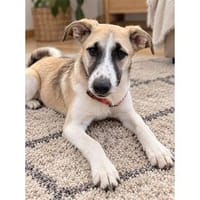 Beverly - wartet in 66333 Völklingen, Hündin zur Adoption
