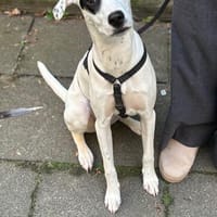 Kalea möchte mit dir das Hunde 1x1 lernen, Hündin zur Adoption