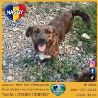 Maggy, eine treue kleine Seele, Hündin zur Adoption