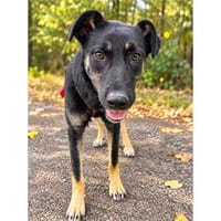 Maaya - wartet in 66265 Heusweiler, Hündin zur Adoption
