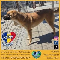 Romy eine Rose zum verlieben, Hündin zur Adoption