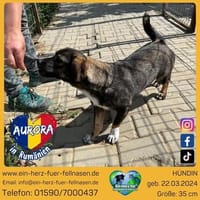 Aurora bringt dir jeden morgen die Sonne ins Haus, Hündin zur Adoption