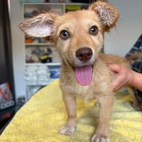 Funny sucht ihr Glück, Hündin zur Adoption